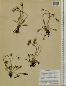 Taraxacum ceratophorum (Ledeb.) DC., Siberia, Central Siberia (S3) (Russia)