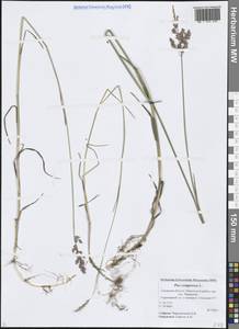 Poa compressa L., Eastern Europe, North-Western region (E2) (Russia)