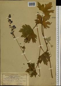 Delphinium maackianum Regel, Siberia, Russian Far East (S6) (Russia)