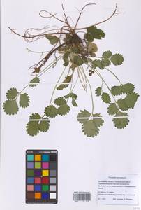 Potentilla norvegica L., Eastern Europe, Moscow region (E4a) (Russia)