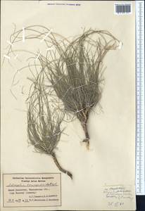 Astragalus eremospartoides Regel, Middle Asia, Syr-Darian deserts & Kyzylkum (M7) (Kazakhstan)