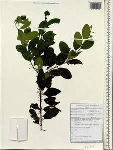 Flueggea suffruticosa (Pall.) Baill., South Asia, South Asia (Asia outside ex-Soviet states and Mongolia) (ASIA) (South Korea)