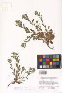 Buglossoides rochelii (Friv.) Stoyanov, Mátis & Sennikov, Eastern Europe, Lower Volga region (E9) (Russia)