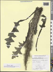 Sonchus asper (L.) Hill, Caucasus, Black Sea Shore (from Novorossiysk to Adler) (K3) (Russia)