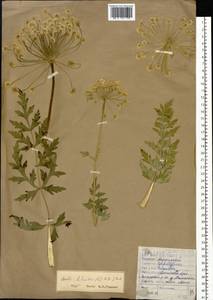 Seseli libanotis (L.) W.D.J.Koch, Siberia, Altai & Sayany Mountains (S2) (Russia)