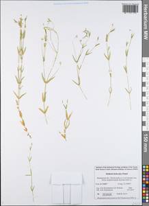 Stellaria hebecalyx Fenzl, Eastern Europe, Northern region (E1) (Russia)