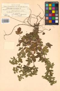 Potentilla norvegica L., Siberia, Russian Far East (S6) (Russia)