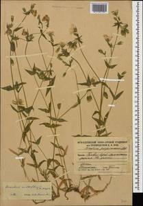 Cerastium multiflorum C. A. Mey., Caucasus, South Ossetia (K4b) (South Ossetia)