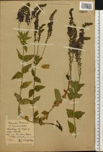 Veronica teucrium L., Eastern Europe, Central forest region (E5) (Russia)