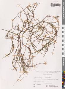 Agrostis stolonifera L., Siberia, Chukotka & Kamchatka (S7) (Russia)