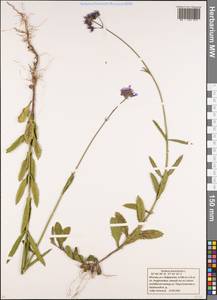 Verbena bonariensis L., Eastern Europe, Moscow region (E4a) (Russia)