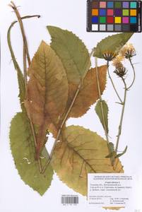 Crepis sibirica L., Eastern Europe, Central region (E4) (Russia)