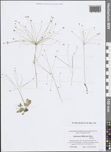 Androsace filiformis Retz., Eastern Europe, North-Western region (E2) (Russia)