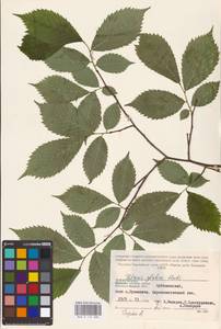 Ulmus glabra Huds., Eastern Europe, Central region (E4) (Russia)