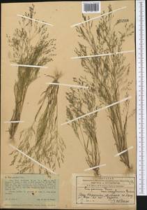 Eremopoa altaica (Trin.) Roshev., Middle Asia, Western Tian Shan & Karatau (M3) (Kazakhstan)