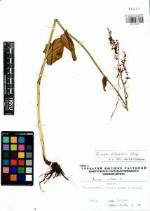 Rumex arifolius All., Siberia, Baikal & Transbaikal region (S4) (Russia)