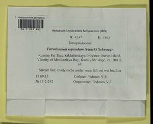 Tetrodontium repandum (Funck) Schwägr., Bryophytes, Bryophytes - Russian Far East (excl. Chukotka & Kamchatka) (B20) (Russia)
