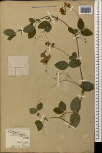 Lathyrus miniatus M.Bieb. ex Steven, Caucasus, Armenia (K5) (Armenia)