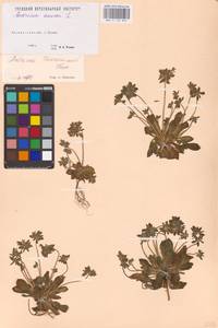 Androsace maxima L., Eastern Europe, Eastern region (E10) (Russia)