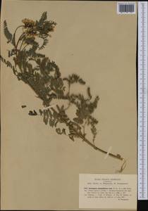 Astragalus penduliflorus Lam., Western Europe (EUR) (Italy)