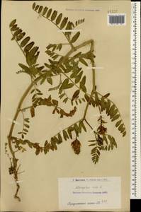 Astragalus cicer L., Caucasus, Armenia (K5) (Armenia)