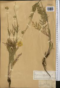 Scabiosa ochroleuca L., Middle Asia, Dzungarian Alatau & Tarbagatai (M5) (Kazakhstan)