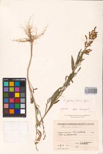 Atriplex patens (Litv.) Iljin, Eastern Europe, Lower Volga region (E9) (Russia)