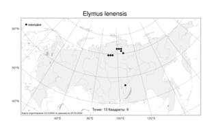 Elymus lenensis (Popov) Tzvelev, Atlas of the Russian Flora (FLORUS) (Russia)