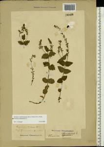 Veronica vindobonensis (M. A. Fisch.) M. A. Fisch., Eastern Europe, Central forest-and-steppe region (E6) (Russia)