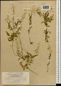 Cardamine impatiens subsp. pectinata (Pall. ex DC.) Stoj. & Stef., Caucasus, Turkish Caucasus (NE Turkey) (K7) (Turkey)