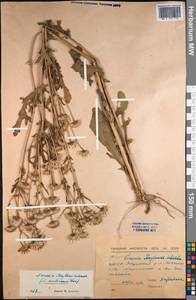 Jacobaea ambracea (Turcz. ex DC.) B. Nord., Siberia, Yakutia (S5) (Russia)