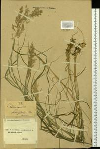 Calamagrostis purpurea (Trin.) Trin., Siberia, Chukotka & Kamchatka (S7) (Russia)