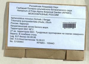 Sphenolobus minutus (Schreb. ex Cranz) Berggr., Bryophytes, Bryophytes - Karelia, Leningrad & Murmansk Oblasts (B4) (Russia)