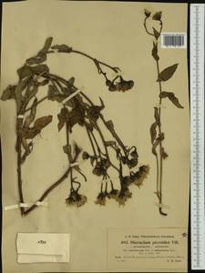Hieracium picroides subsp. ochroleucum (Hoppe) Zahn, Western Europe (EUR) (Italy)