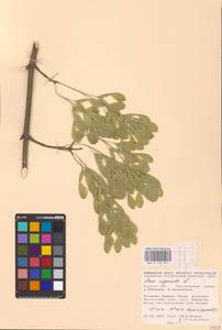 Acer negundo L., Eastern Europe, Central forest-and-steppe region (E6) (Russia)