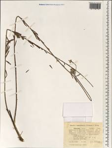 Gnidia somalensis (Franch. in Révoil) Gilg, Africa (AFR) (Ethiopia)