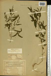 Atriplex patula L., Eastern Europe, Volga-Kama region (E7) (Russia)