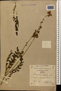 Onobrychis radiata (Desf.)M.Bieb., Caucasus, Georgia (K4) (Georgia)