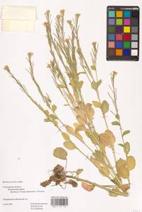 Barbarea stricta Andrz., Eastern Europe, Western region (E3) (Russia)