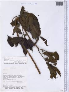 Maclura tinctoria (L.) D. Don ex Steud., America (AMER) (Paraguay)