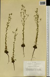 Chamaerhodos erecta (L.) Bunge, Siberia, Altai & Sayany Mountains (S2) (Russia)