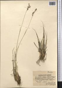 Festuca olgae (Regel) Krivot., Middle Asia, Pamir & Pamiro-Alai (M2) (Tajikistan)