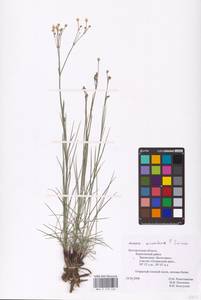 Eremogone saxatilis (L.) Ikonn., Eastern Europe, Central forest-and-steppe region (E6) (Russia)