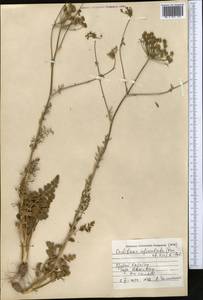 Oedibasis apiculata (Kar. & Kir.) Koso-Pol., Middle Asia, Western Tian Shan & Karatau (M3) (Kazakhstan)