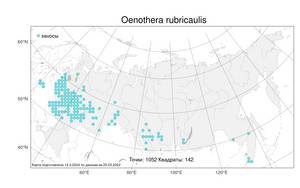 Oenothera ×rubricaulis Kleb., Atlas of the Russian Flora (FLORUS) (Russia)