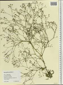 Gypsophila perfoliata L., Eastern Europe, Central forest region (E5) (Russia)