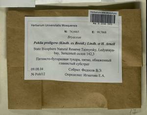 Pohlia proligera (Kindb. ex Breidl.) Lindb. ex Arnell, Bryophytes, Bryophytes - Krasnoyarsk Krai, Tyva & Khakassia (B17) (Russia)