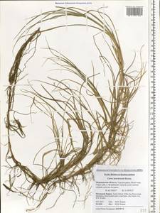 Carex mackenziei V.I.Krecz., Eastern Europe, Northern region (E1) (Russia)