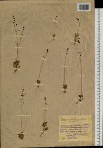 Micranthes foliolosa (R. Br.) Gornall, Siberia, Western Siberia (S1) (Russia)