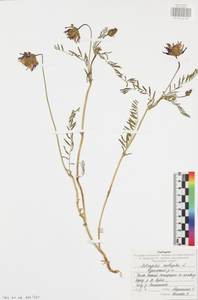 Caragana arborescens Lam., Eastern Europe, Central region (E4) (Russia)